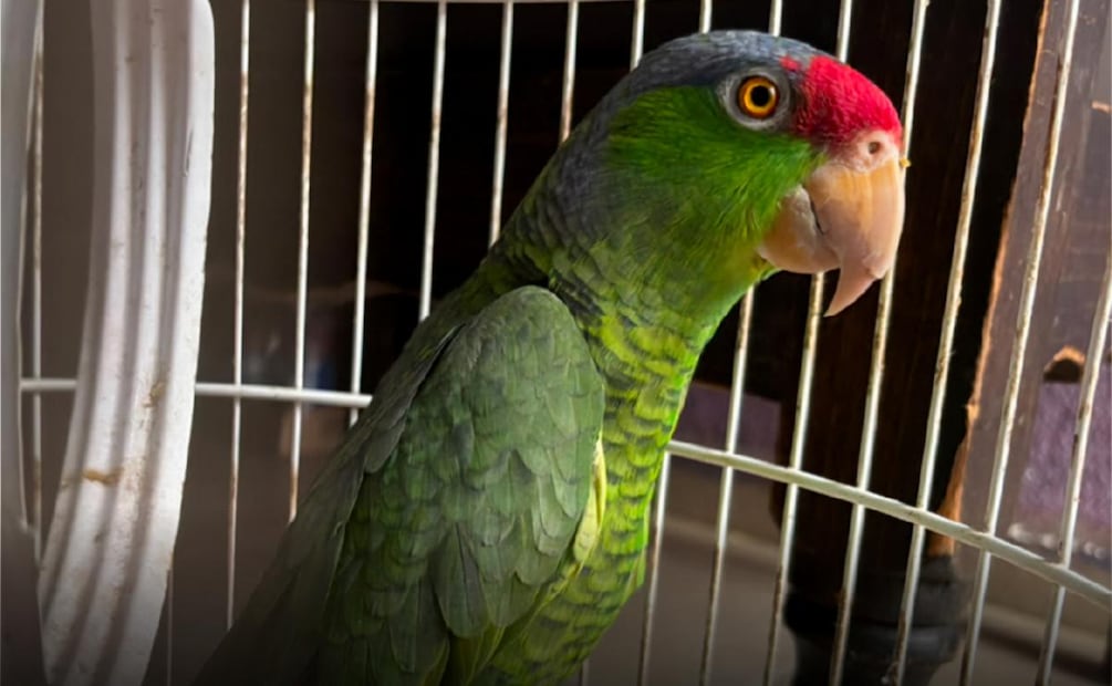 Loros, especie en peligro de extinción (22/08/2026). Foto: Especial