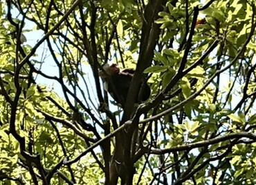 Reaparece mono capuchino en zona de Mil Cumbres