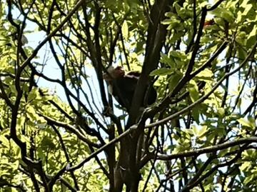 Reaparece mono capuchino en zona de Mil Cumbres