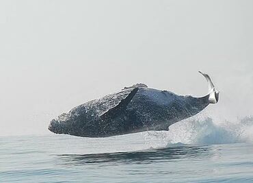 Captan a ballena de 40 toneladas 'volando' en las costas de Sudáfrica