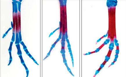 Crean pollos con patas de dinosaurio