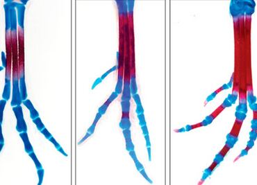 Crean pollos con patas de dinosaurio