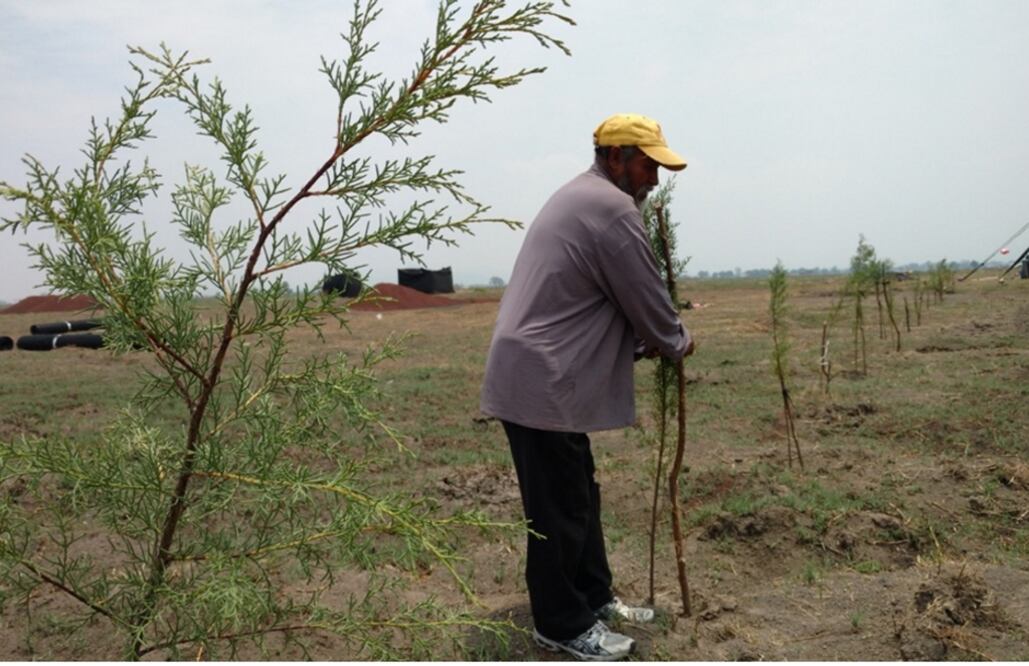 Siembran árboles para detener avance del proyecto del NAICM