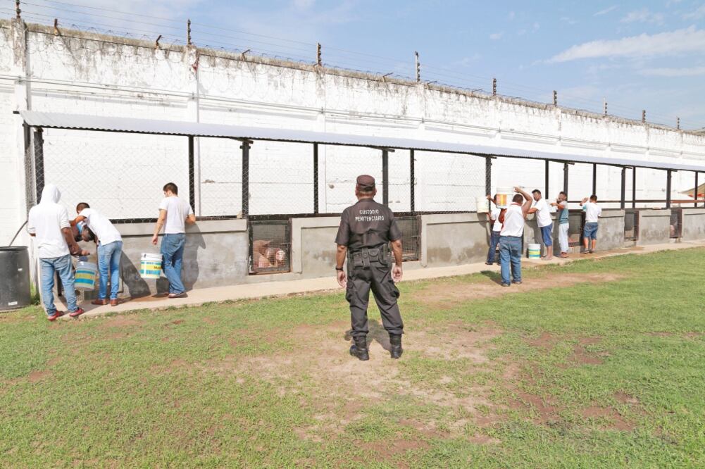 Los internos están a cargo de 11 puercos de la raza York y 16 lechones dentro de un área especial alejada de dormitorios y cocina; el compromiso es que el espacio siempre esté limpio, asegura Enrique Díaz, director del Creset. (Fotos: ESPECIAL)