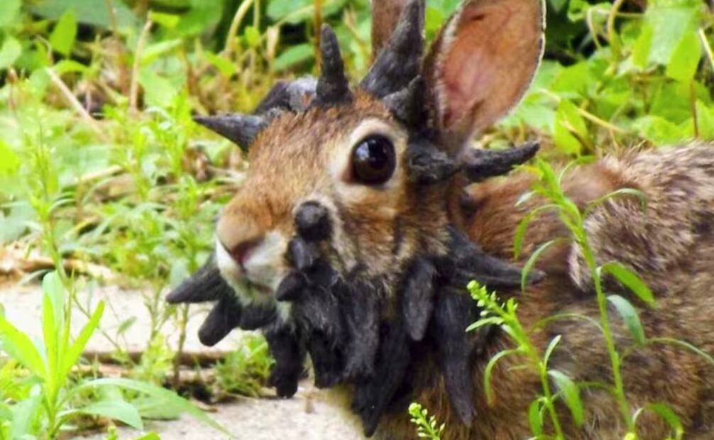 Estados Unidos: tras los conejos, ahora aparecieron ciervos con bultos en la piel  (31/08/2025). Foto: La Nación