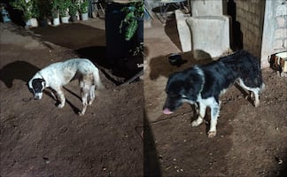 Sujeto mata a balazos a un perro y hiere a otros dos en Ahome, Sinaloa; vecinos exigen justicia