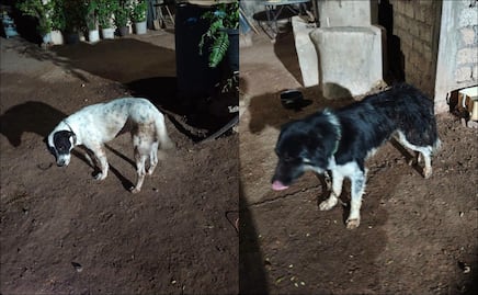 Sujeto mata a balazos a un perro y hiere a otros dos en Ahome, Sinaloa; vecinos exigen justicia