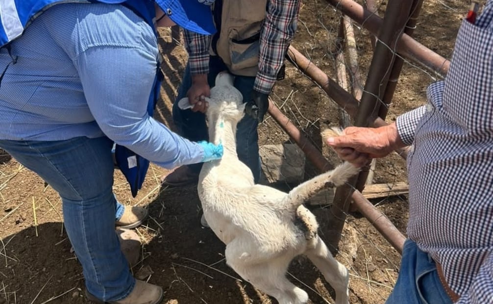 Álvaro Bustillos, titular de la Unión Ganadera, comentó que la única forma efectiva para solucionar este problema es la liberación de mosca fértil. | Foto: Especial.