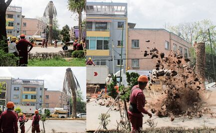 Hay 9 mil palmeras enfermas en CDMX; inicia retiro de mil 500