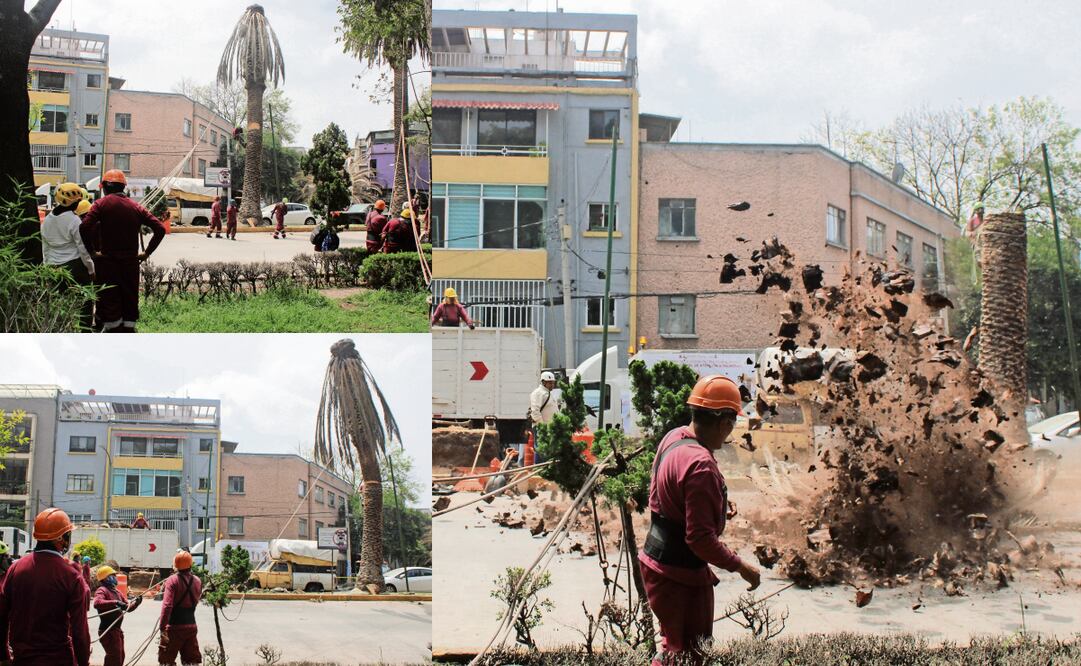 Este lunes, en la colonia Narvarte empezó el Programa Integral de Atención a Palmeras, con el que se retirarán mil 500 ejemplares enfermos y se sustituirán por árboles nativos adecuados para el clima de la Ciudad de México. Fotos: Darío Luna / EL UNIVERSAL