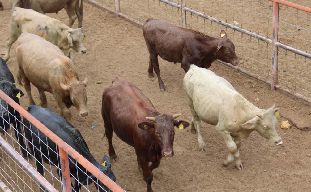 Confirman primer caso de gusano barrenador en Chihuahua; activan cerco sanitario.
Foto: Especial.