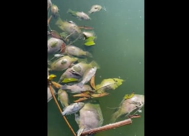 ¿Por qué están muriendo los peces en el Lago de Chapultepec?