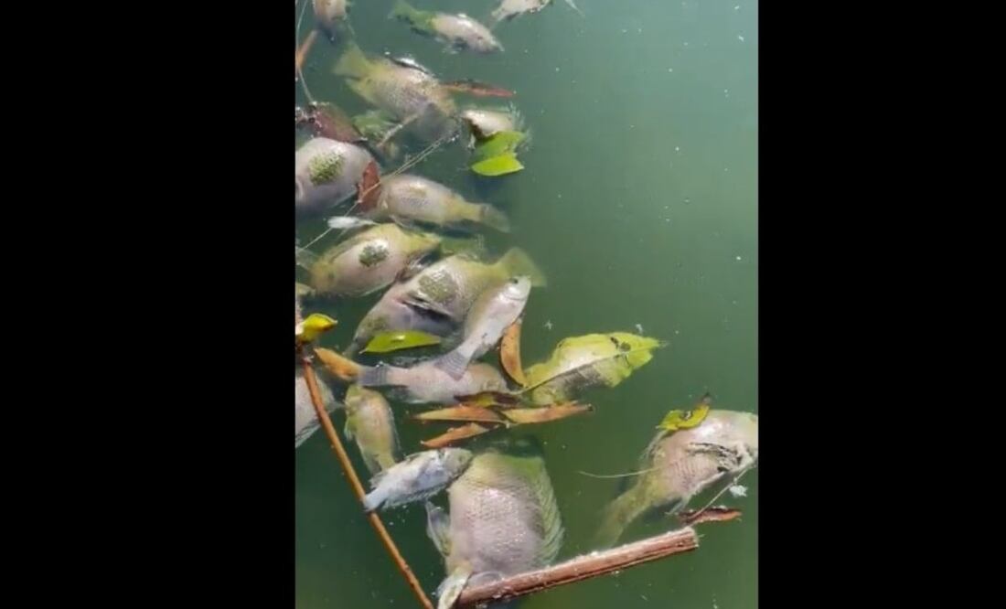 Foto: Captura de video