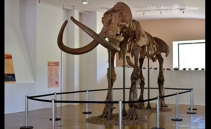El mamut que cambió la vida de una comunidad de Sonora