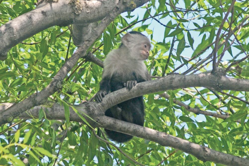A las ocho de la mañana, vecinos dieron aviso a las autoridades sobre la presencia de un mono capuchino en la copa de un árbol en el camellón de Paseo de la Reforma y Castillo de Miramar (FOTOS: ARMANDO MARTÍNEZ. EL UNIVERSAL)
