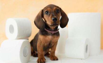 10 alimentos que no debes dar a tu perro; conoce la razón