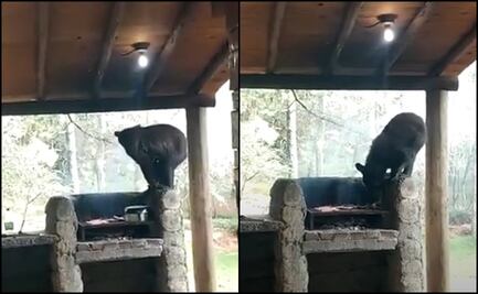 Osa deja sin carne asada a familia en Nuevo León