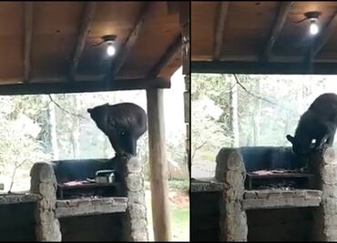 Osa deja sin carne asada a familia en Nuevo León