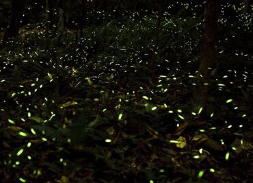 ¿Cuáles son los 3 santuarios de luciérnagas en Tlalpujahua?