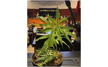 Jesusa Rodríguez lleva planta de marihuana al Senado y pide despenalización