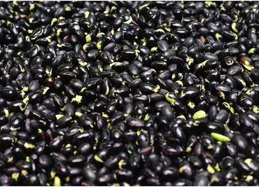 Para enfrentar sequía, Economía anuncia cupo de importación de frijol negro