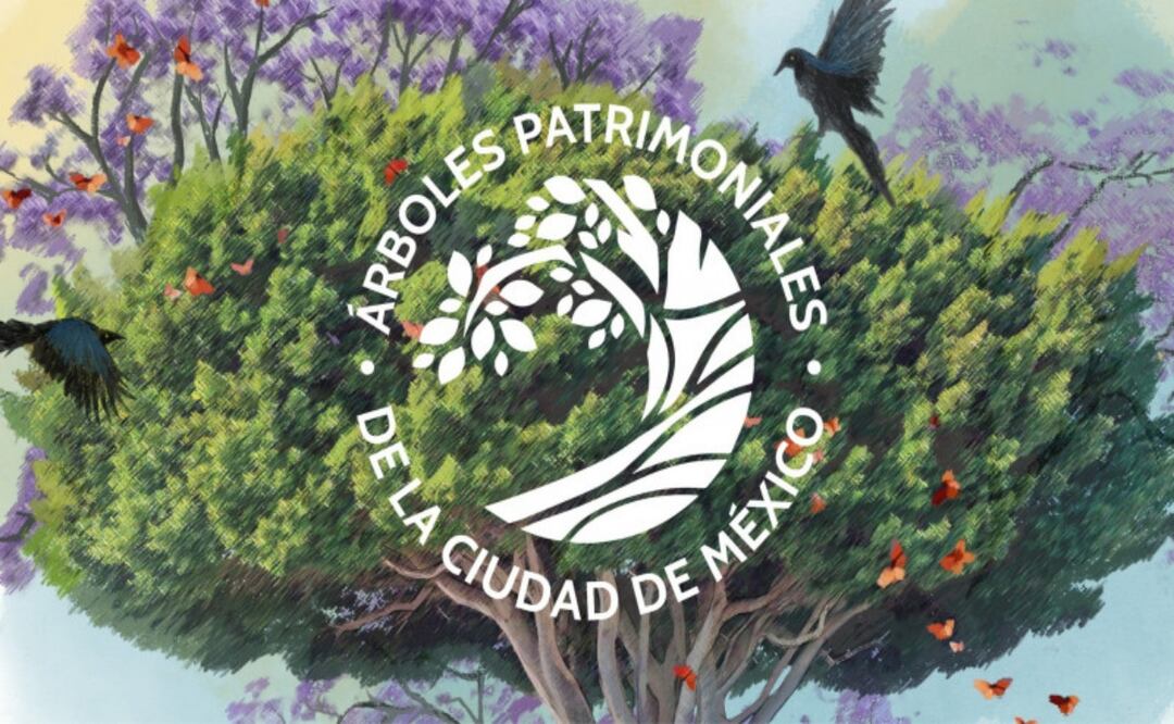 Así puedes nominar a un árbol para que sea declarado “patrimonio” de la CDMX; buscan ejemplares con valor histórico, ambiental o cultural. Foto: Especial