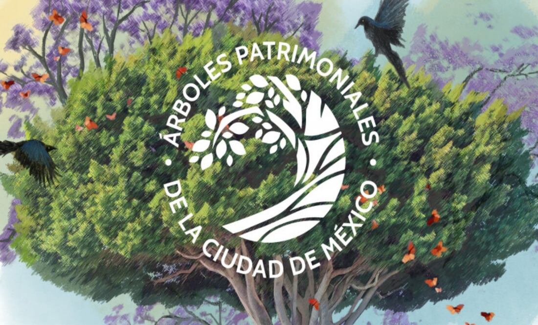Así puedes nominar a un árbol para que sea declarado “patrimonio” de la CDMX; buscan ejemplares con valor histórico, ambiental o cultural. Foto: Especial