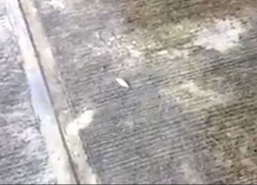 “Llueven” peces en Tampico