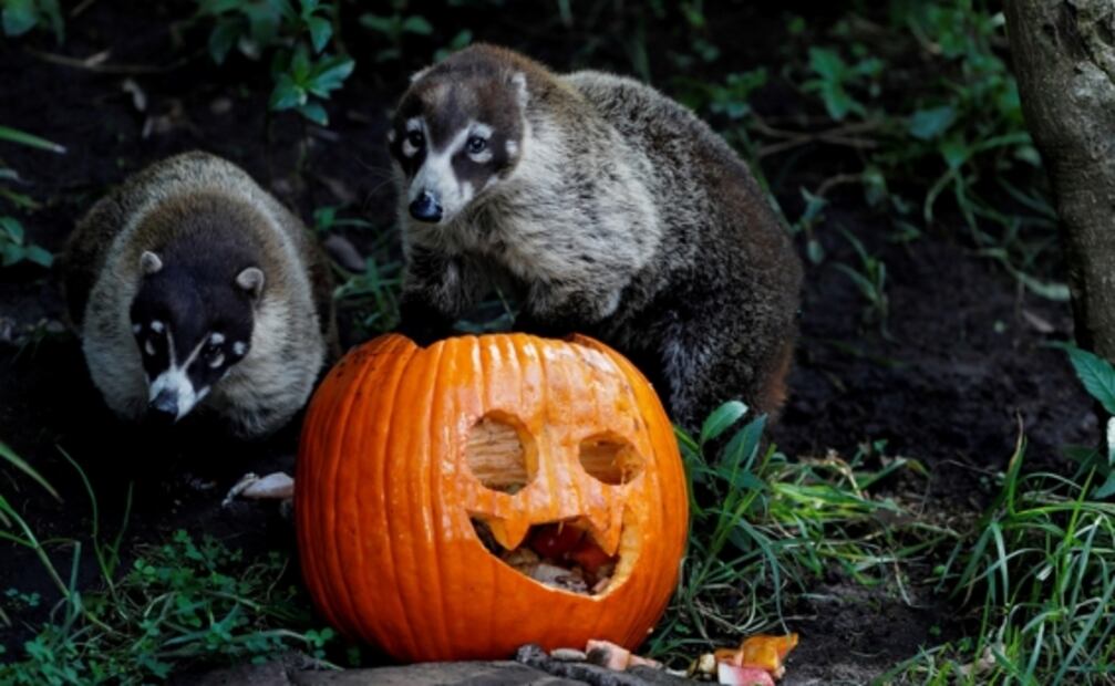 Animales en zoológico de Guatemala celebran Halloween