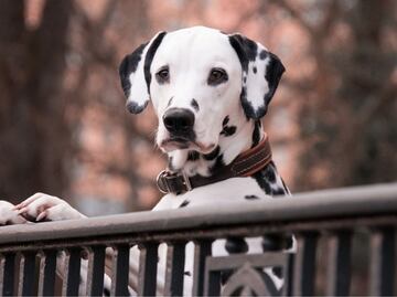 Descubre el origen de las diferentes razas de perros