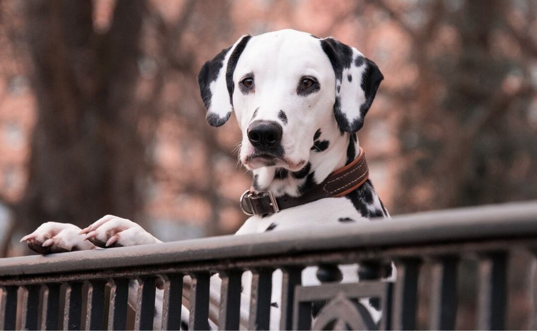 Razas de perros. Fuente: Pixabay