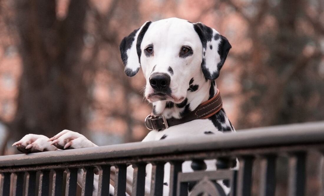 Razas de perros. Fuente: Pixabay