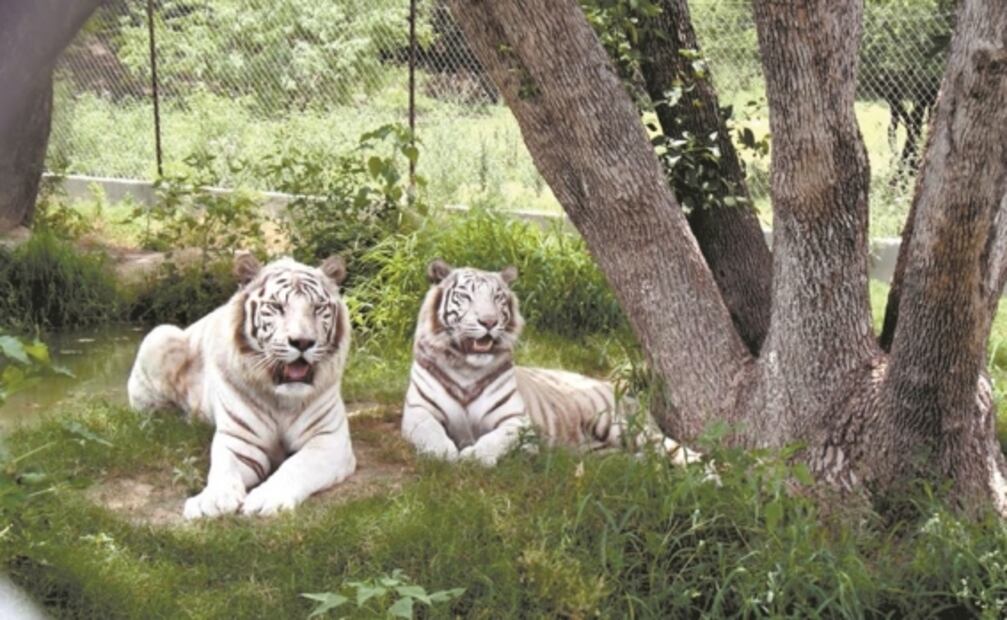 Zoo de animales incautados 