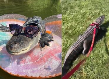 "Es amistoso": hombre lleva a su caimán mascota a un estadio y se hace viral