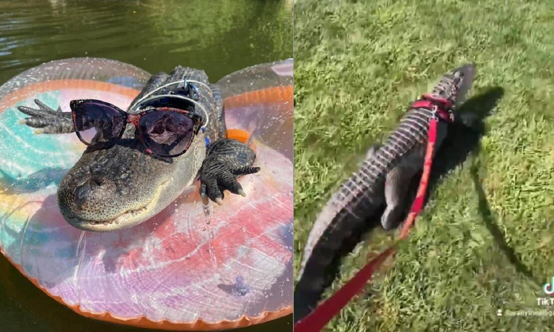 Wally, un caimán, es la mascota del estadounidense Joseph Henney. FOTO: Instagram: @wallygatornjoie