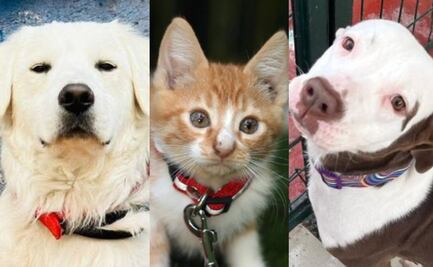 Adopta este 14 de febrero en CDMX y dale un hogar a tu nuevo mejor amigo; consulta dónde y más detalles  