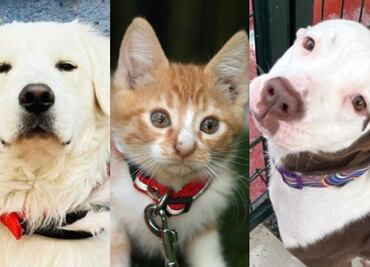 Adopta este 14 de febrero en CDMX y dale un hogar a tu nuevo mejor amigo; consulta dónde y más detalles