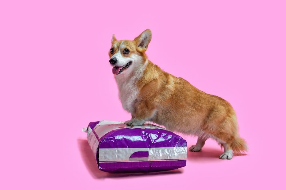 La iniciativa incluye gastos en consultas veterinarias, vacunas, medicamentos, tratamientos, cirugías y esterilizaciones | Fotos: Istockphoto y Pexels