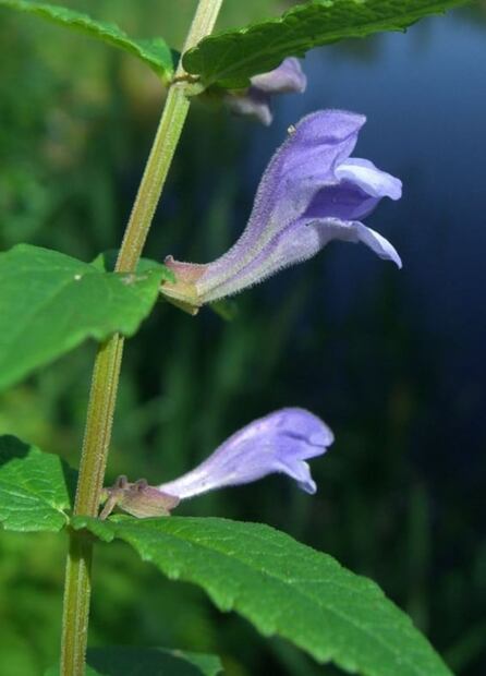Plantas fumables para cultivar que son legales 