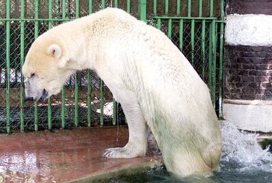 Crueldad y maltratos en África