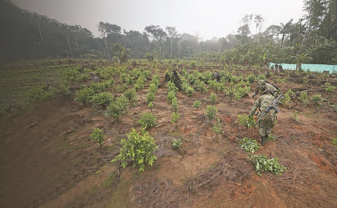 Soldados arrancan arbustos de coca como parte de una operación de erradicación en San José del Guaviare, Colombia, en 2019.