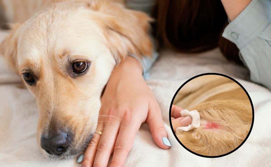 Los mejores champús para perros con dermatitis atópica. Fuente: Freepik.