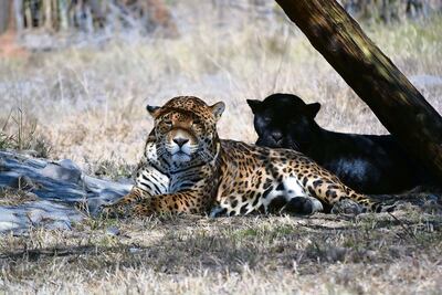 Pese amenazas, santuario preserva vida de felinos