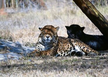 Pese amenazas, santuario preserva vida de felinos