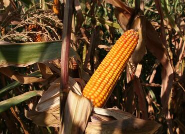 Avanza en comisiones de Diputados reforma para prohibir siembra de maíz transgénico; pasa al Pleno