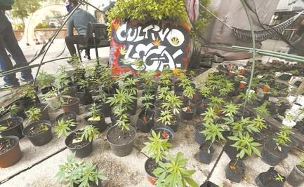 Despenalización de la marihuana, como la envió diputados y después de Semana Santa: Senado