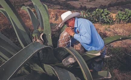 Para qué sirve tomar aguamiel