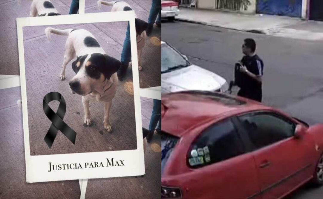 Un presunto médico militar de nombre Fernando “N”, detonó en repetidas ocasiones un arma de fuego en contra de un perro de nombre Max. Foto: Especial