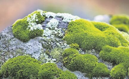 Tlalpan: Piden a vecinos evitar la compra de heno y musgo durante esta temporada navideña