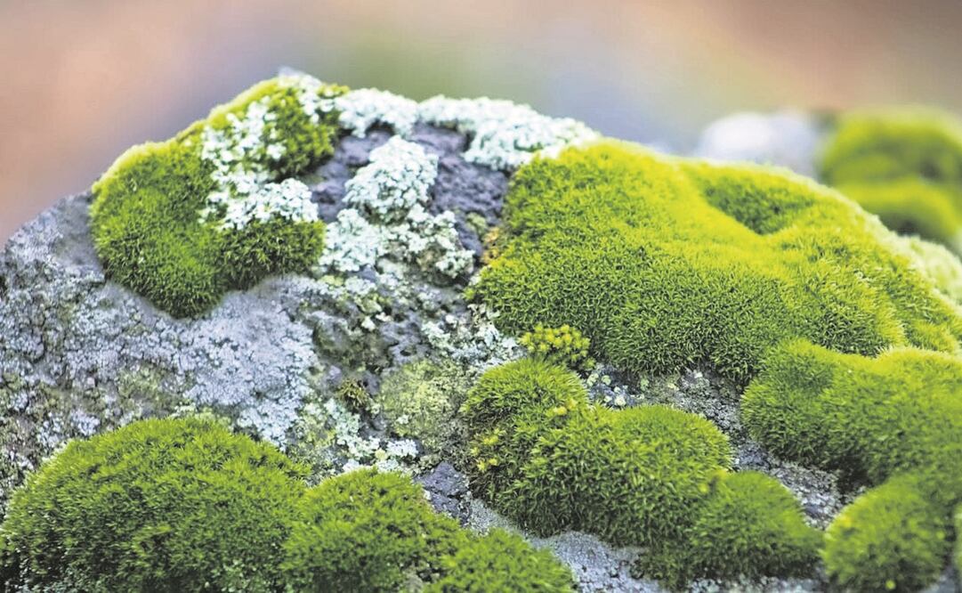 La comercialización de heno y musgo para adorno es ilegal. Foto: ESPECIAL